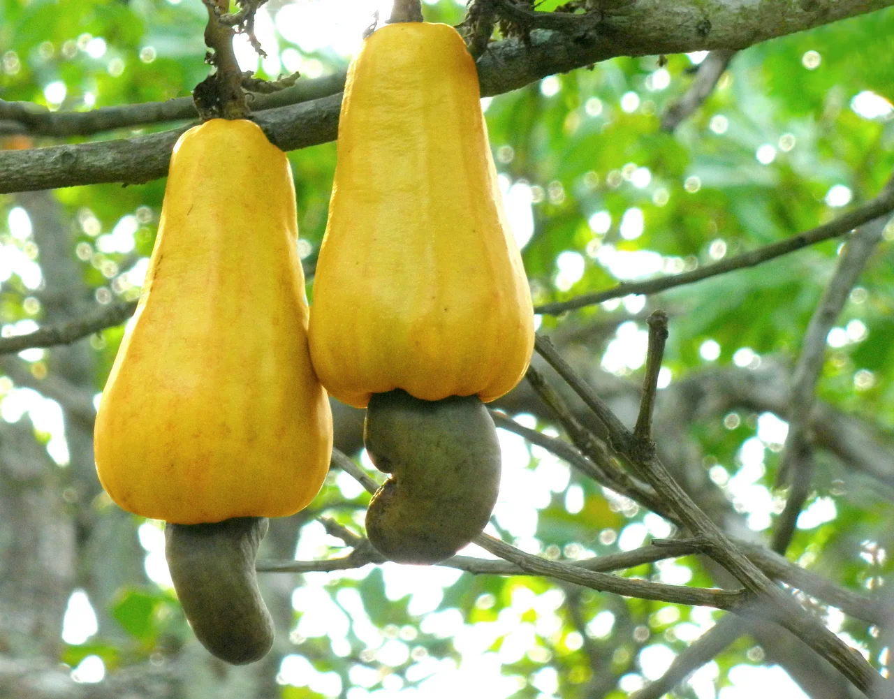 Ripe cashew apples