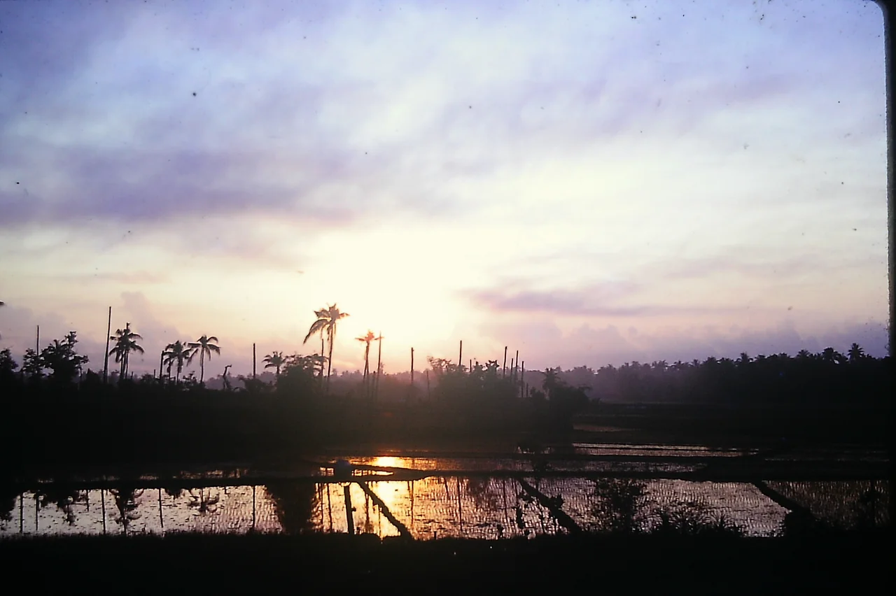 Aftermath of the Battle of Tam Quan. Palm tops destroyed by 50mm machine-gunner from the 19th Combat Engineers to eliminate possible sniper positions.