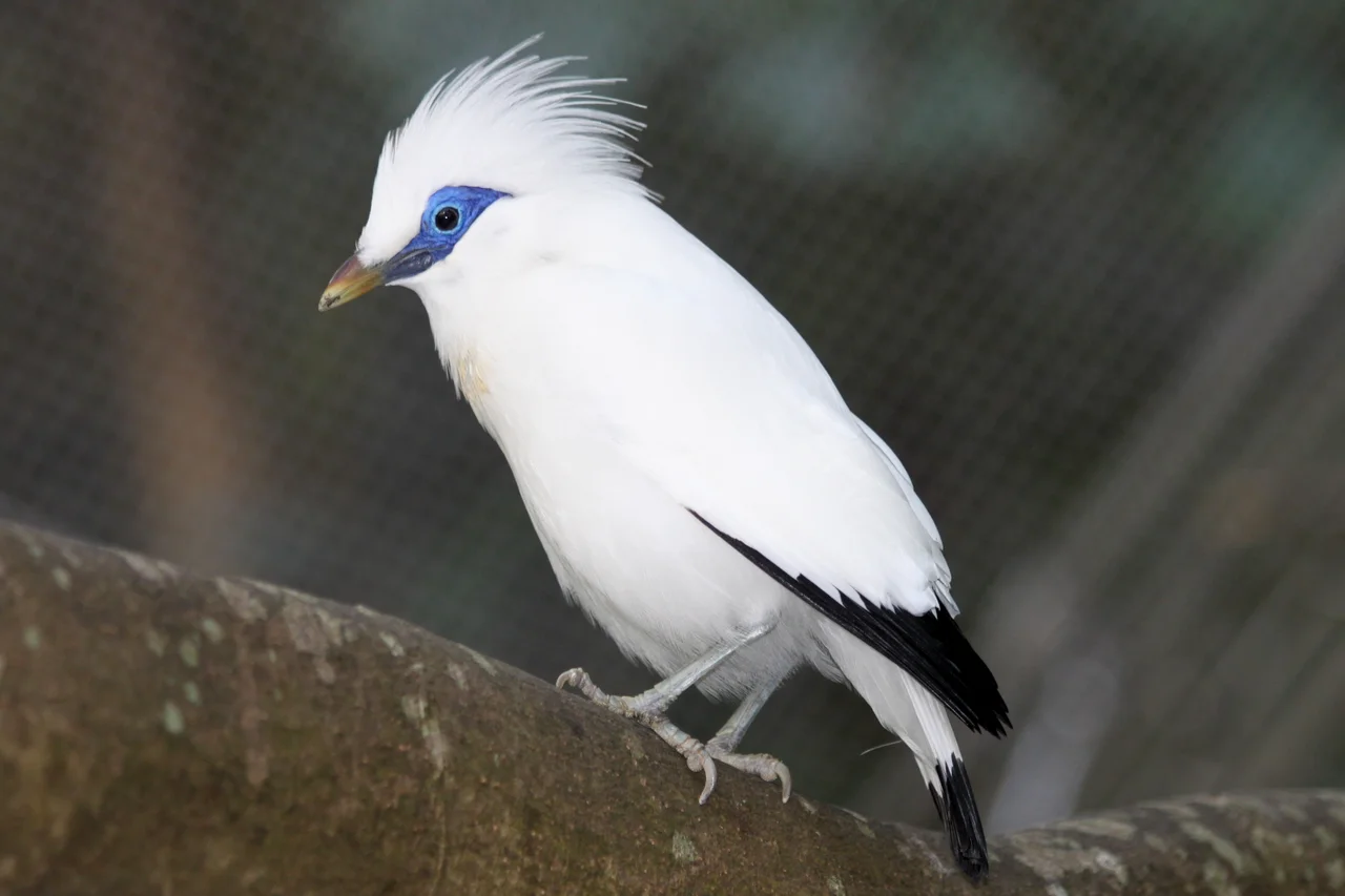 Bali Starling at Aviary Hong Kong Park