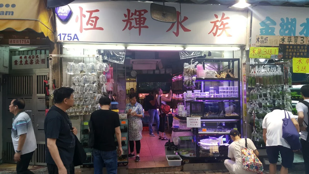 One of the shops selling fish on goldfish street (tungchoi street), called aqualife aquarium, 恆輝水族 in chinese.