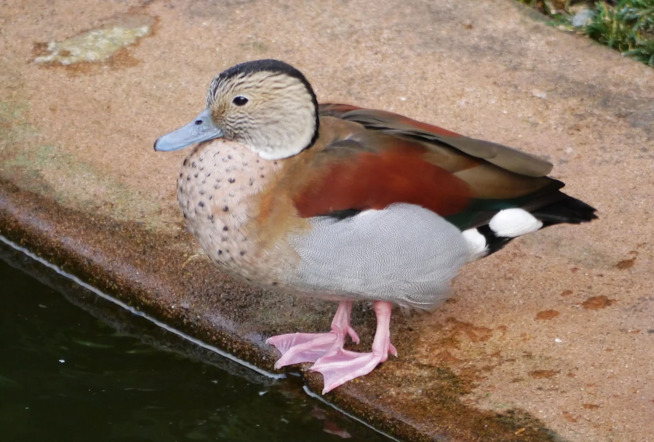 Ringed Teal (Callonetta leucophrys). Kowloon Park. Hong Kong.
