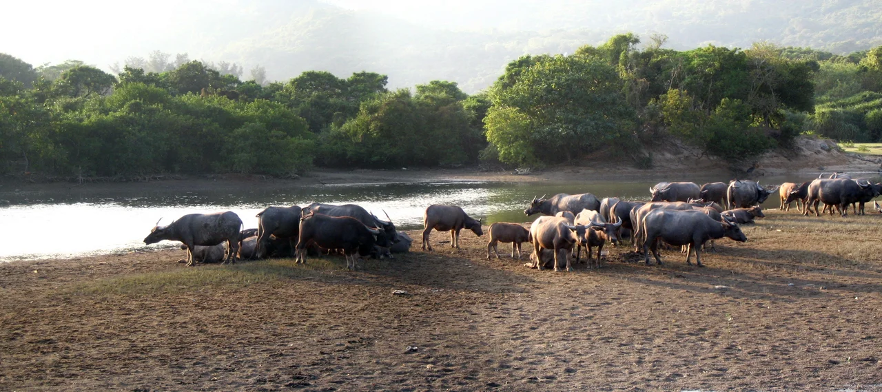 Panoramic photo of water buffaloes at Pui O, combined from 2040329458 and 2039533565
