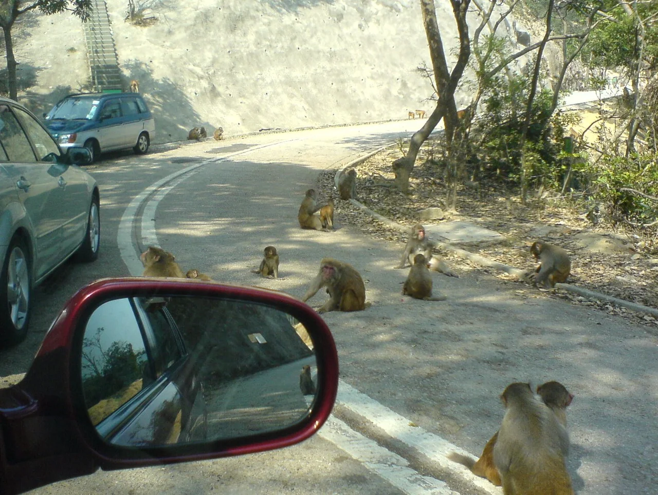 Monkeys in kam shan.JPG