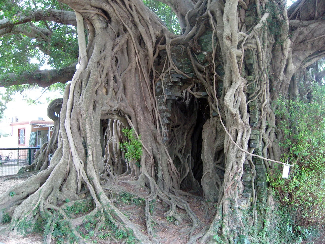 Kam Tin Tree House (An old banyan tree grew bigger and bigger besides the stone house, and after centuries, there're only part of brick walls and a granite doorframe left under the huge tree.) in Shui Mei Village Kam Tin, Hong Kong.