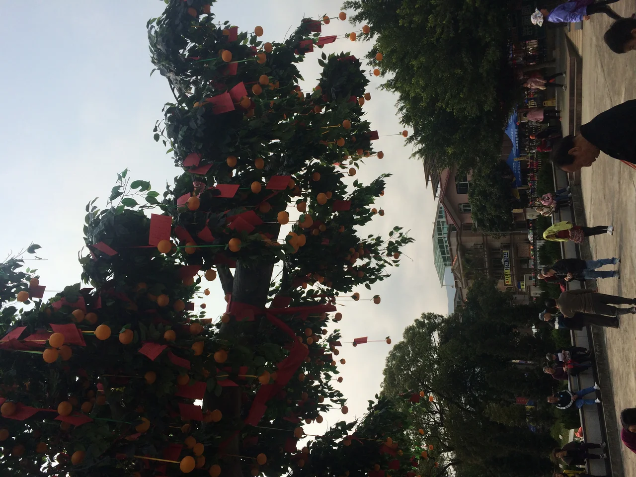 Lam Tsuen Wishing Tress