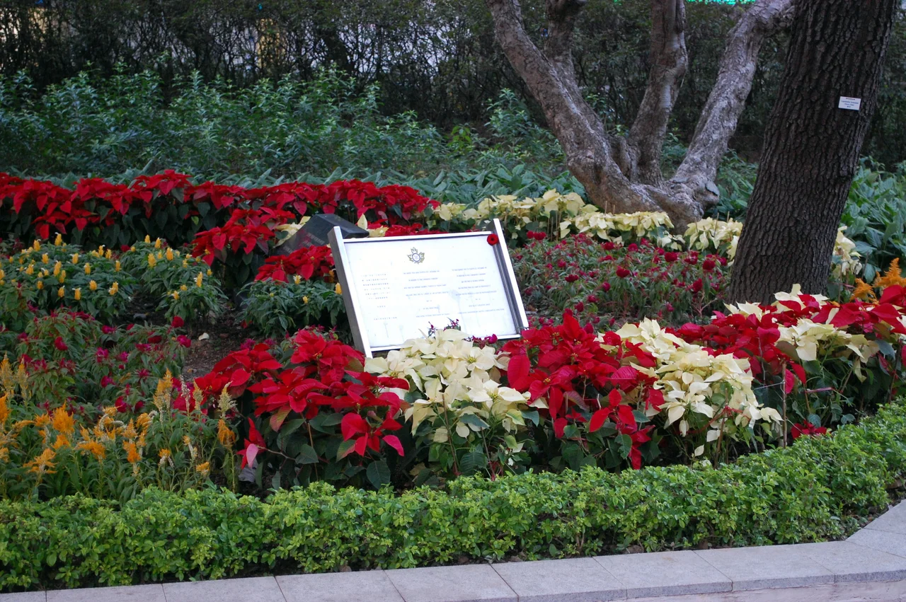 A plaque commemorating the Canadians who died as a result of internment in prisoner of war camps during the Japanese occupation of Hong Kong from 1941-45.
Placed by the Hong Kong Veterans Association of Canada alongside two maple trees planted in 5 December 1991 in Sham Shui Po Park, built on part of the site of the former Sham Shui Po Barracks, which served as a POW camp during the occupation. Click for detail