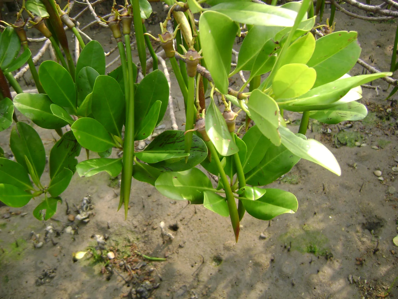 It is a Kandelia obovata grown at Ting Kok mangrove.