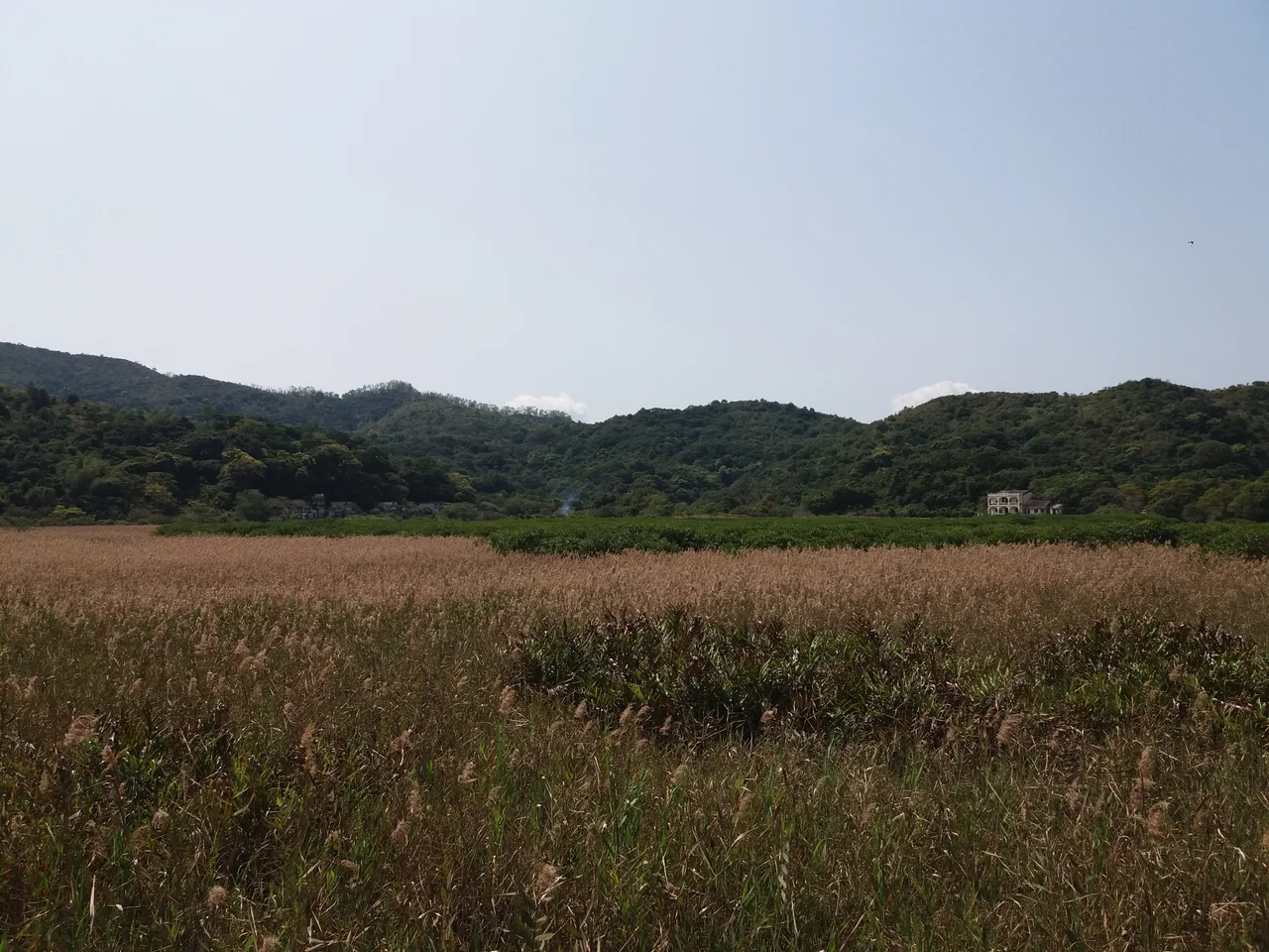 The Golden Reed Field of Kukpo