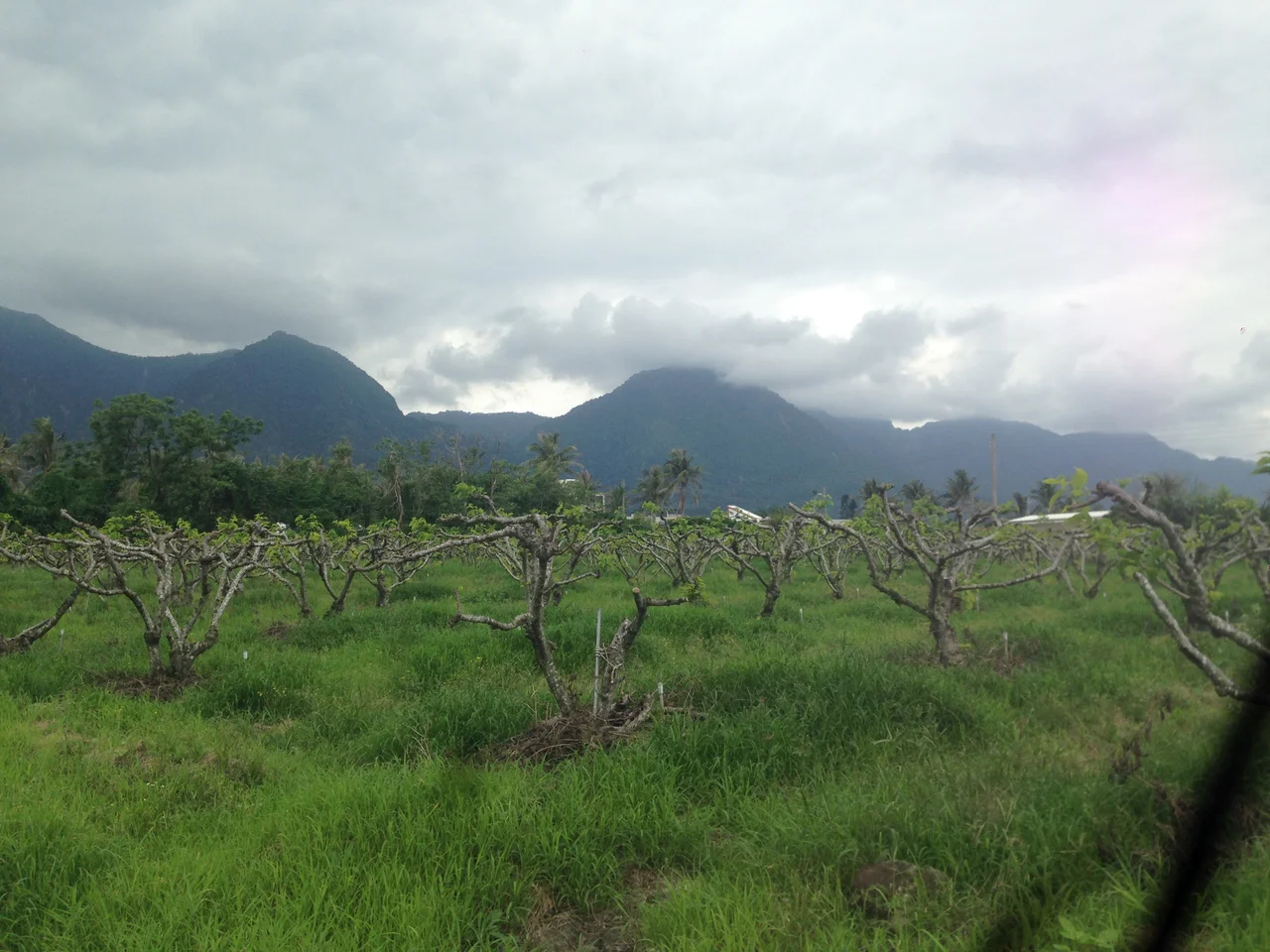 a field of trees under Dulan Mountain